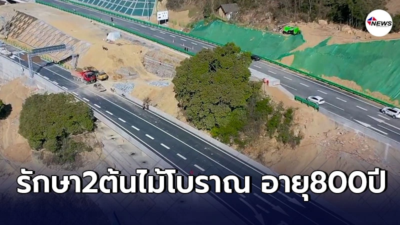 เปิดงบประมาณ รัฐบาลจีนยอมทุ่มออกเเบบทางด่วนใหม่ ปกป้อง2ต้นใหญ่ไม้โบราณ