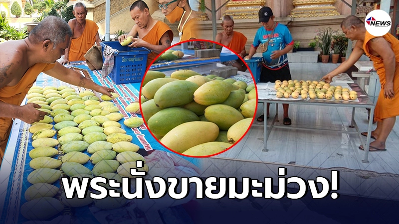 พระสงฆ์เจอพิษโควิด นั่งขายมะม่วง ชวนโยมอุดหนุน หาปัจจัยใช้จ่ายในวัด
