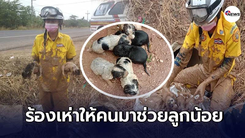 แม่สุนัขเห่าลั่น ร้องหาคนมาช่วยชีวิตลูกน้อย 6 ตัว ติดในท่อน้ำท่วม แม่สุนัขเห่าลั่น ร้องหาคนมาช่วยชีวิตลูกน้อย 6 ตัว ติดในท่อน้ำท่วม
