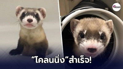 นักวิทย์ฯ ก้าวไปอีกขั้น โคลนนิ่ง"เฟอเรต"ใกล้สูญพันธุ์ สำเร็จ