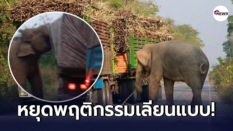 กรมอุทยานฯ เตือนหยุดพฤติกรรมเลียนแบบ "ช้างป่าตั้งด่าน" กรมอุทยานฯ เตือนหยุดพฤติกรรมเลียนแบบ "ช้างป่าตั้งด่าน"