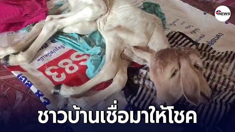 ชาวบ้านแห่กราบไหว้ ลูกวัวประหลาด มี สองหัว-สามหู-สองเพศ เชื่อมาให้โชค ชาวบ้านแห่กราบไหว้ ลูกวัวประหลาด มี สองหัว-สามหู-สองเพศ เชื่อมาให้โชค