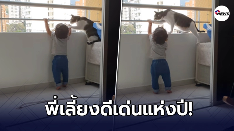 พี่เลี้ยงแมวแสนรู้ ช่วยห้ามเด็กชาย ที่กำลังปีนระเบียง รอดพ้นจากอันตราย พี่เลี้ยงแมวแสนรู้ ช่วยห้ามเด็กชาย ที่กำลังปีนระเบียง รอดพ้นจากอันตราย