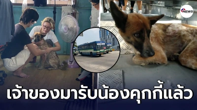 น้องไม่ใช่หมาจร ตูบคุกกี้ เจอเจ้าของแล้ว ชี้หายไป 2 วัน โชคดีมาเห็นข่าวก่อน