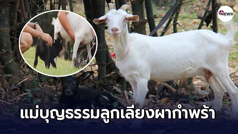 เปิดตัว นางฟ้าแพะขาว แม่บุญธรรมที่คอยให้นมครั้งแรก แก่ลูกเลียงผากำพร้า เปิดตัว นางฟ้าแพะขาว แม่บุญธรรมที่คอยให้นมครั้งแรก แก่ลูกเลียงผากำพร้า