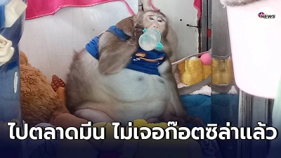 "เจ้าก๊อตซิล่า"ลิงแสมอ้วนหนัก20กก. ถึงคราวต้องลา เจ้าของห่วงสุขภาพ