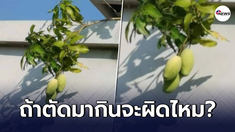 หนุ่มโพสต์ถาม มะม่วงเพื่อนบ้าน ยื่นเข้ามาข้ามกำแพง ถ้าตัดกินเองผิดไหม? หนุ่มโพสต์ถาม มะม่วงเพื่อนบ้าน ยื่นเข้ามาข้ามกำแพง ถ้าตัดกินเองผิดไหม?