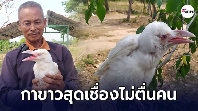 สุดตื่นเต้น ยโสธรพบลูกกาขาว สุดเชื่องไม่ตื่นคน อาศัยในสำนักสงฆ์ สุดตื่นเต้น ยโสธรพบลูกกาขาว สุดเชื่องไม่ตื่นคน อาศัยในสำนักสงฆ์