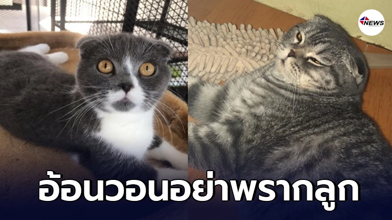 เจ้าของแมวใจจะขาด ลั่นจะยึดบ้าน ยึดรถก็ยึดไป ขอร้องอย่าพรากลูกๆ เจ้าของแมวใจจะขาด ลั่นจะยึดบ้าน ยึดรถก็ยึดไป ขอร้องอย่าพรากลูกๆ