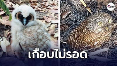 เปิดภาพ จนท.อุทยานฯศรีลานนา ช่วยลูกนกเค้า หนีไฟป่า จ.เชียงใหม่ เปิดภาพ จนท.อุทยานฯศรีลานนา ช่วยลูกนกเค้า หนีไฟป่า จ.เชียงใหม่