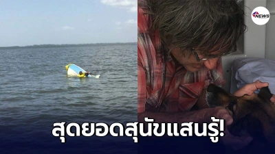 สุนัขแสนรู้ว่ายน้ำ 11 ชั่วโมง มาตามคนไปช่วยเจ้าของที่เรือล่มอยู่กลางทะเล สุนัขแสนรู้ว่ายน้ำ 11 ชั่วโมง มาตามคนไปช่วยเจ้าของที่เรือล่มอยู่กลางทะเล