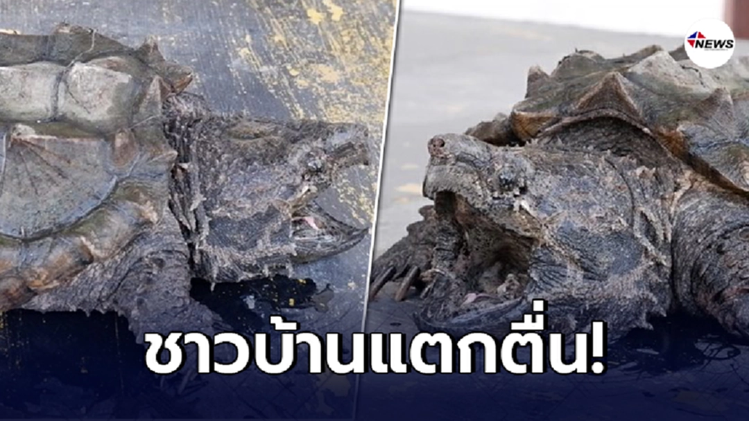 เปิดภาพ เต่าอัลลิเกเตอร์ หลังโผล่ในแม่น้ำปราณบุรี น้ำหนักกว่า 20 กก.
