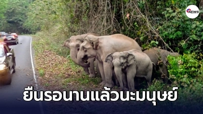 เปิดภาพน่ารัก โขลงช้างป่าเขาใหญ่ ยืนรอข้ามถนนอย่างเป็นระเบียบ เปิดภาพน่ารัก โขลงช้างป่าเขาใหญ่ ยืนรอข้ามถนนอย่างเป็นระเบียบ
