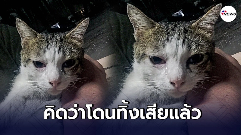 สุดเอ็นดู แมวจร ร้องไห้น้ำตาไหล หลังทาสติดงานไม่ว่างมาให้อาหารหนึ่งวัน สุดเอ็นดู แมวจร ร้องไห้น้ำตาไหล หลังทาสติดงานไม่ว่างมาให้อาหารหนึ่งวัน