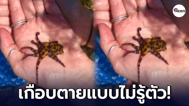 สาวอัดคลิป จับหมึกจิ๋วน่ารัก เห็นน่ารักแบบนี้ หารู้ไม่ว่าพิษร้ายแรงมาก