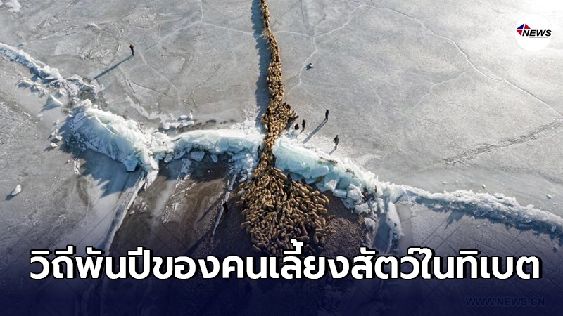 เผยภาพขบวนแกะ เดินข้ามทะเลสาบน้ำแข็ง วิถีพันปีของคนเลี้ยงสัตว์ในทิเบต เผยภาพขบวนแกะ เดินข้ามทะเลสาบน้ำแข็ง วิถีพันปีของคนเลี้ยงสัตว์ในทิเบต