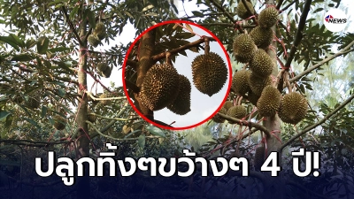 สาวไม่เคยคาดคิด ปลูกทุเรียนทิ้งๆขว้างๆมา 4 ปี สุดท้ายมีผลต่อใจ สาวไม่เคยคาดคิด ปลูกทุเรียนทิ้งๆขว้างๆมา 4 ปี สุดท้ายมีผลต่อใจ