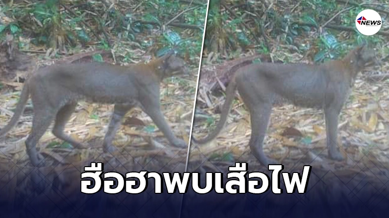 ชาวบ้านฮือฮา พบเสือไฟ สัตว์ป่าหายาก ในเขตรักษาพันธุ์สัตว์ป่าฯ ชาวบ้านฮือฮา พบเสือไฟ สัตว์ป่าหายาก ในเขตรักษาพันธุ์สัตว์ป่าฯ