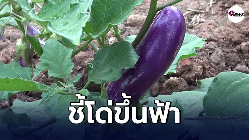 โผล่ภาพ มะเขือยาว ชี้โด่ขึ้นฟ้า พร้อมเผยเคล็ดลับ ทำราคาพุ่งสูงปรี๊ด