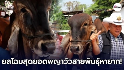 เปิดโฉม เจ้าครอบร้า 2021 สุดยอดพญาวัวในตำนาน