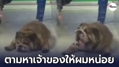 ตูบหลงทาง เดินเข้าไปที่ร้านอินเทอร์เน็ต ให้คนช่วยตามหาเจ้าของ