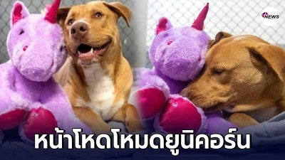 "ซิซู" ตูบจรจัดขี้ขโมย พยายามขโมยตุ๊กตาตัวเดิมถึง 5 ครั้ง จน จนท.ต้องซื้อให้