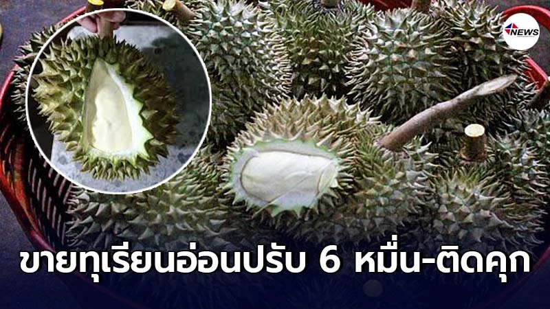 เตือนพ่อค้าแม่ค้า ขายทุเรียนอ่อน มีโทษจำคุก ปรับ 6 หมื่น เตือนพ่อค้าแม่ค้า ขายทุเรียนอ่อน มีโทษจำคุก ปรับ 6 หมื่น