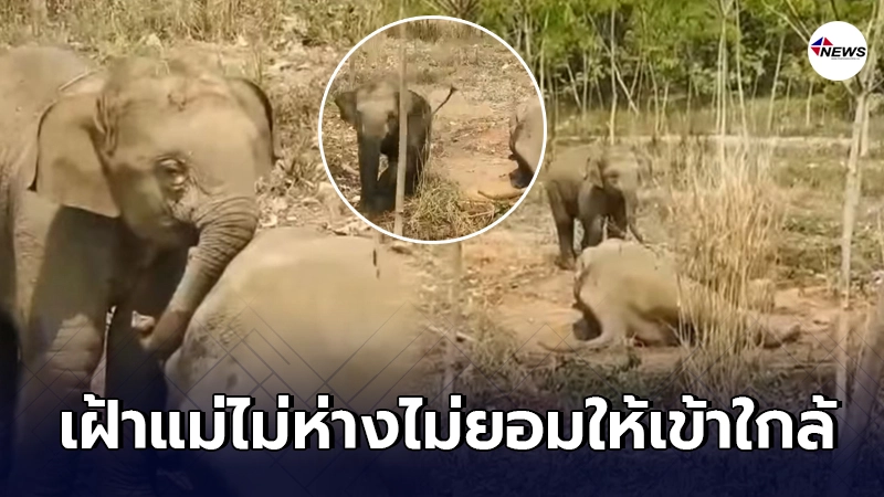 ลูกช้างน้อยสู้สุดแรงไม่ยอมให้จนท.เข้าใกล้แม่ช้างที่นอนป่วยจนลุกไม่ขึ้น