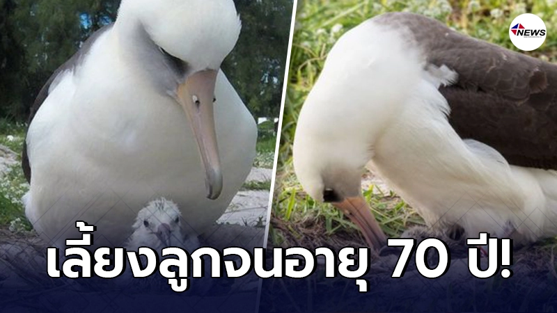 เปิดภาพ นกป่าหายาก ที่มีอายุมากที่สุดในโลก วางไข่เลี้ยงลูกจนอายุ 70 ปี เปิดภาพ นกป่าหายาก ที่มีอายุมากที่สุดในโลก วางไข่เลี้ยงลูกจนอายุ 70 ปี