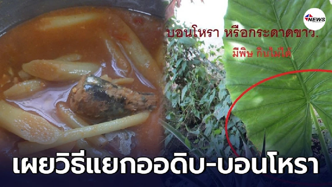 วิธีแยกออดิบ-บอนโหรา อันไหนกินได้ อันไหนเสี่ยงอันตราย ก่อนทำแกงส้ม