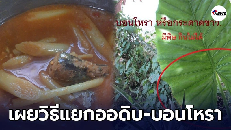 วิธีแยกออดิบ-บอนโหรา อันไหนกินได้ อันไหนเสี่ยงอันตราย ก่อนทำแกงส้ม วิธีแยกออดิบ-บอนโหรา อันไหนกินได้ อันไหนเสี่ยงอันตราย ก่อนทำแกงส้ม