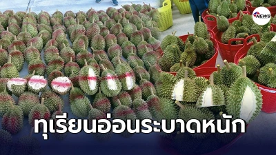 นายกเทศมนตรีฯจัดหนัก จับกุมพวกเอาเปรียบหลอกขายทุเรียนอ่อน จงใจรีบตัดขาย