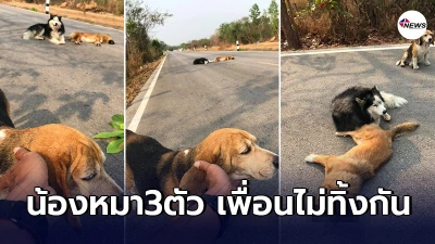 ไซบีเรียน-บีเกิ้ลเฝ้าเพื่อนไม่ห่าง ถูกชนสิ้นใจกลางถนน พลเมืองดีสุดสงสาร
