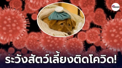 เชื้อโควิด-19 สายพันธุ์อังกฤษ ติดในสัตว์เลี้ยง มีอาการคล้ายคน เชื้อโควิด-19 สายพันธุ์อังกฤษ ติดในสัตว์เลี้ยง มีอาการคล้ายคน
