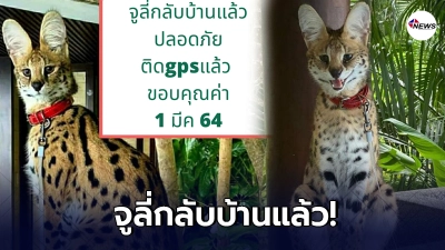 อัพเดท จูลี่แมวเซอร์วัล กลับถึงบ้านอย่างปลอดภัยแล้ว อัพเดท จูลี่แมวเซอร์วัล กลับถึงบ้านอย่างปลอดภัยแล้ว