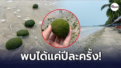 เปิดภาพหาดูยาก สาหร่ายก้อนกลม กระจายเต็มหาดบางแสน พบได้แค่ปีละครั้ง เปิดภาพหาดูยาก สาหร่ายก้อนกลม กระจายเต็มหาดบางแสน พบได้แค่ปีละครั้ง