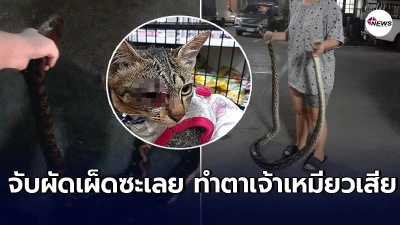 หญิงเจ้าของเเมวใจกล้า ลุยจับงูยักษ์มือเปล่า บังอาจบุกบ้านฉกเเมวสุดที่รัก