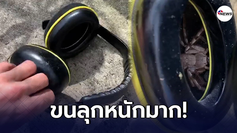 หนุ่มต่างชาติ เจอแมงมุมตัวยักษ์ หลังใส่หูฟัง แล้วรู้สึกคันแปลกๆ หนุ่มต่างชาติ เจอแมงมุมตัวยักษ์ หลังใส่หูฟัง แล้วรู้สึกคันแปลกๆ