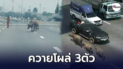 ควายโผล่ มอเตอร์เวย์สาย9 มุ่งหน้าบางนา ต่างระดับเสรีไท-ต่างระดับรามคำแหง