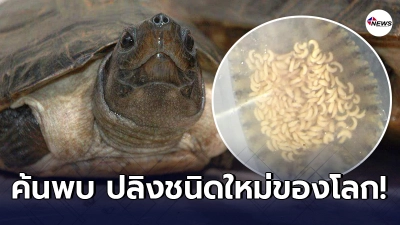 ม.เกษตร ค้นพบ "ปลิงชนิดใหม่ของโลก" แฝงมากับเต่าน้ำบอร์เนียว