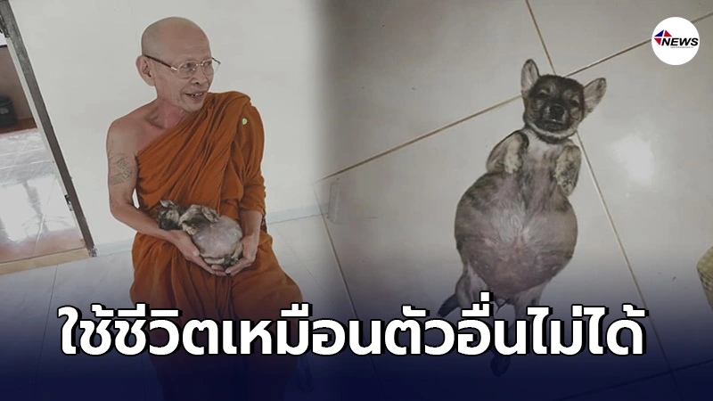 เวทนา ลูกสุนัข ชะตากรรมเล่นตลก เกิดมาท้องกลมโตผิดปกติ ได้แค่นอนหงายท้อง เวทนา ลูกสุนัข ชะตากรรมเล่นตลก เกิดมาท้องกลมโตผิดปกติ ได้แค่นอนหงายท้อง