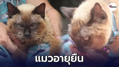 "ทวดหวาด" แมววิเชียรมาศอายุ 34 ปี เทียบเท่ากับคนอายุ 160 ปี. - ไทยนิวส์ออนไลน์