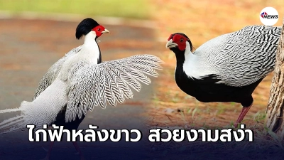 เผยภาพหาชมยาก "ไก่ฟ้าหลังขาว" สัตว์ป่าคุ้มครอง ในเขตอุทยานแห่งชาติน้ำหนาว เผยภาพหาชมยาก "ไก่ฟ้าหลังขาว" สัตว์ป่าคุ้มครอง ในเขตอุทยานแห่งชาติน้ำหนาว