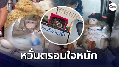 สมาคมพิทักษ์สัตว์ไทย แนะคืนเจ้าก็อตซิลล่าให้เจ้าของ ชี้เ หวั่นตรอมใจหนัก