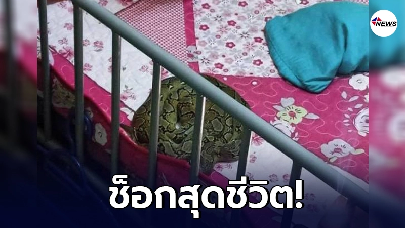 สุดช็อก! งูหลาม โผล่บนเตียงนอน เลื้อยมาบนไหล่เด็ก 2 ขวบ สุดช็อก! งูหลาม โผล่บนเตียงนอน เลื้อยมาบนไหล่เด็ก 2 ขวบ