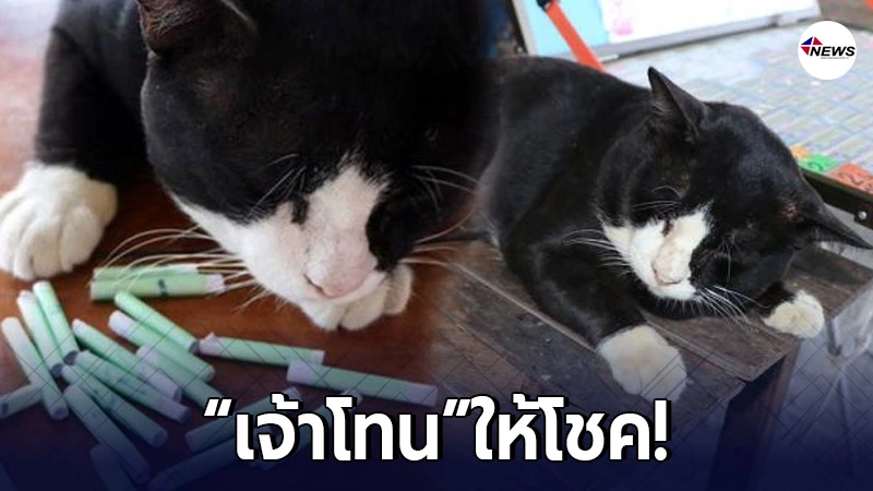 "เจ้าโทน" แมววัดดังอ่างทอง ใบ้หวย ชาวบ้านเชื่อเป็นแมวของแม่ตะเคียน