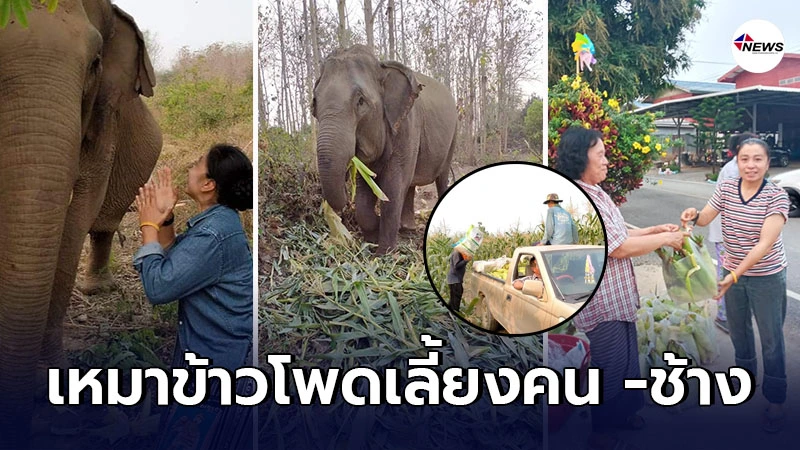 สาวน้ำใจงาม เหมาข้าวโพดช่วยคนทำไร่ ไปแจกชาวบ้าน - ช้างในปางช้างบุญรอด สาวน้ำใจงาม เหมาข้าวโพดช่วยคนทำไร่ ไปแจกชาวบ้าน - ช้างในปางช้างบุญรอด