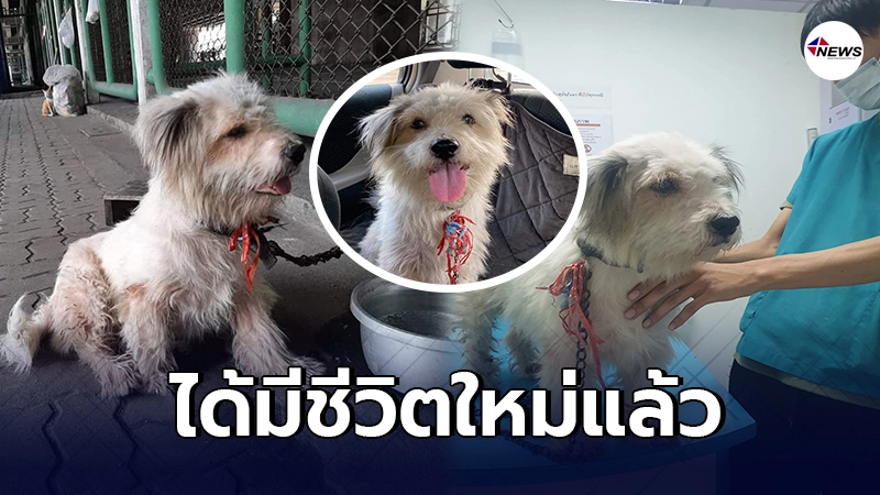 สุนัขถูกเจ้าของนำมาผูกทิ้งไว้ใต้ทางด่วน ล่าสุดมีผู้รับอุปการะแล้ว สุนัขถูกเจ้าของนำมาผูกทิ้งไว้ใต้ทางด่วน ล่าสุดมีผู้รับอุปการะแล้ว