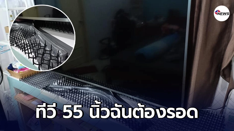 สาวงัดทุกกลเม็ดปกป้องทีวี 55 นิ้วจากเจ้าเหมียวตัวแสบ สาวงัดทุกกลเม็ดปกป้องทีวี 55 นิ้วจากเจ้าเหมียวตัวแสบ