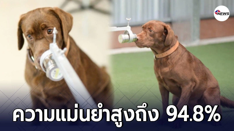 ใช้สุนัขพันธุ์ลาบราดอร์ รีทรีฟเวอร์ 6 ตัว ดมกลิ่นตรวจหาผู้ป่วยโควิด-19